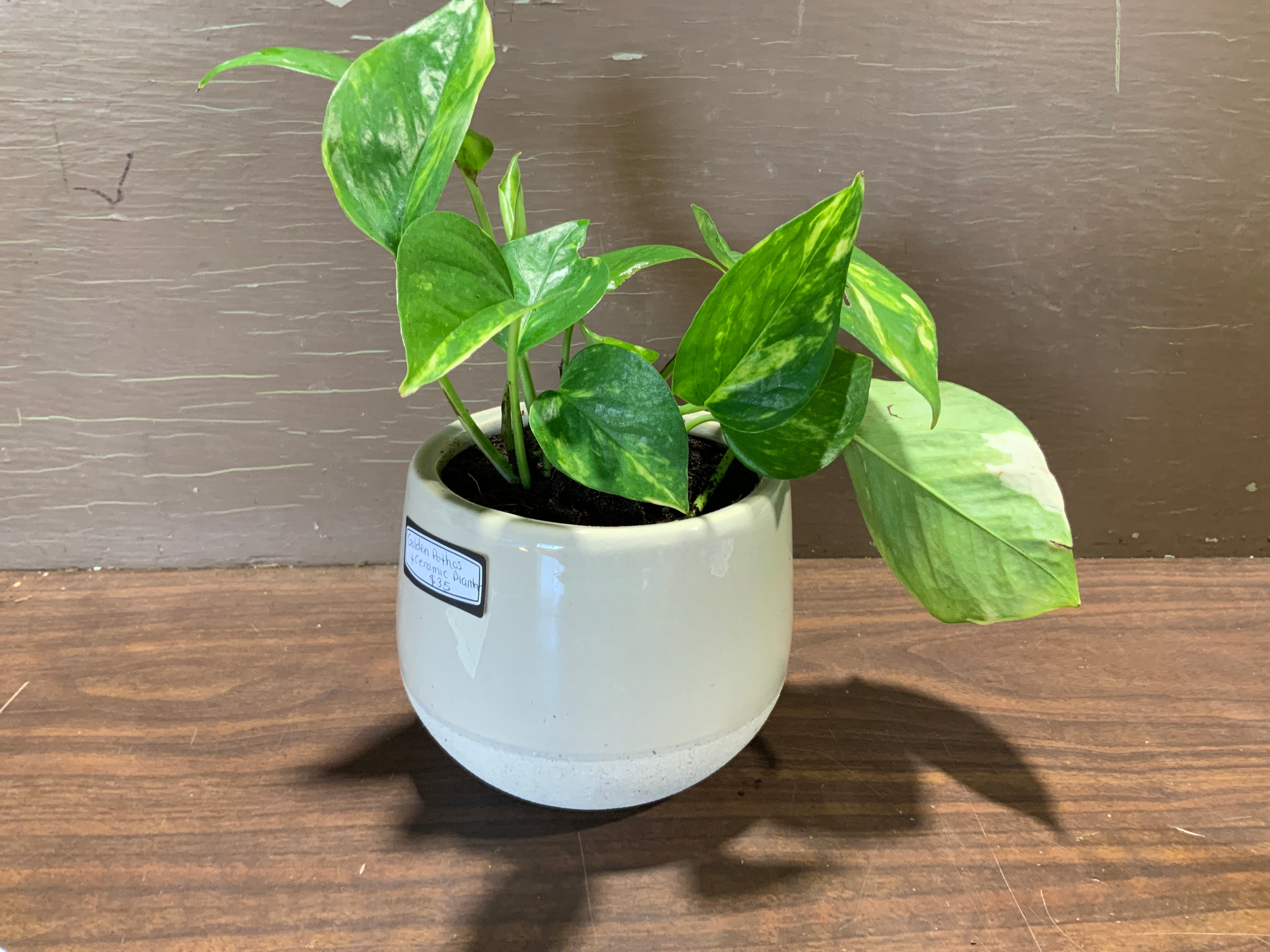 Golden Pothos in Cream Ceramic Planter