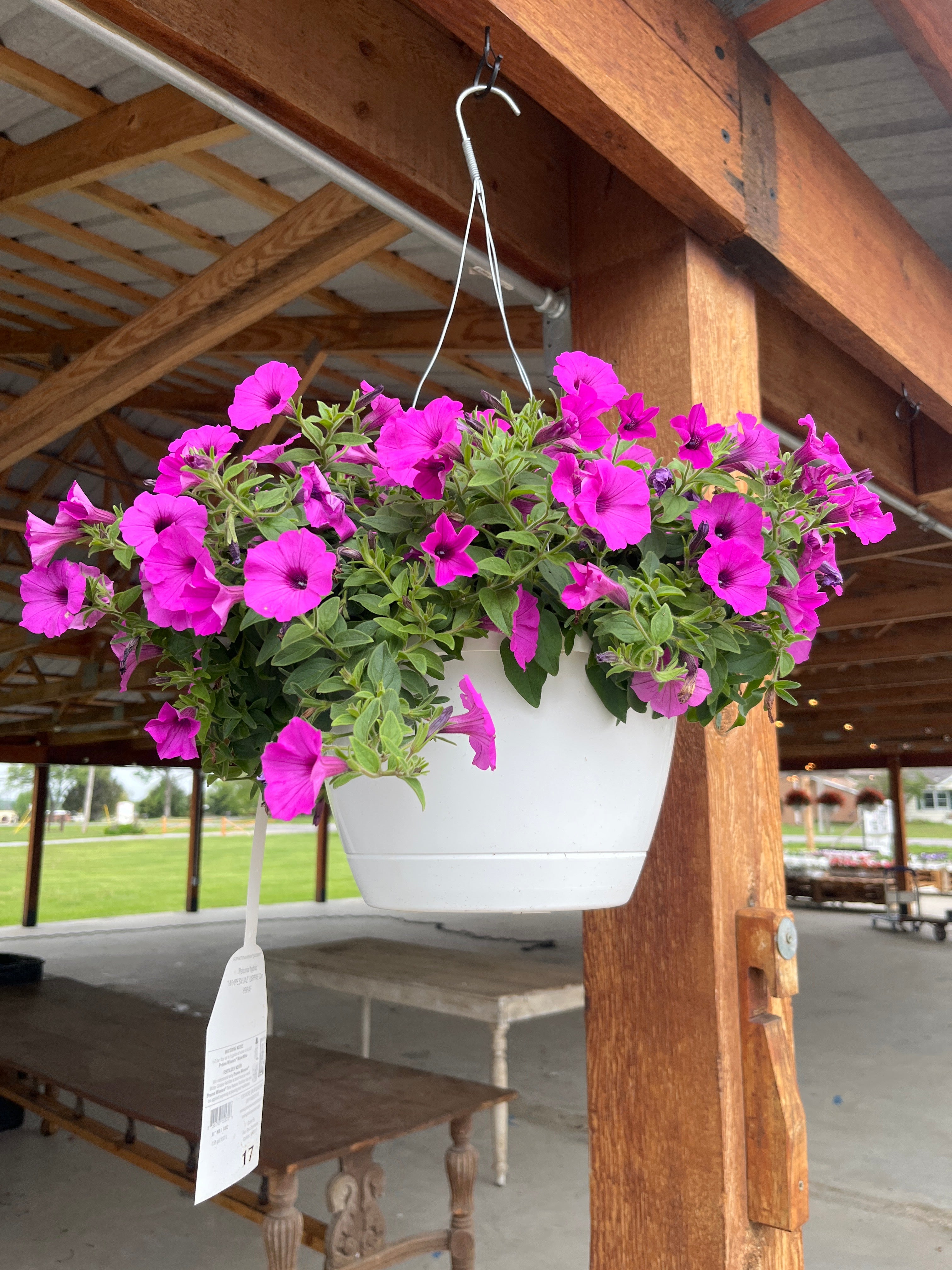Supertunia® Jazzberry® Hanging Basket (PROVEN WINNERS®)