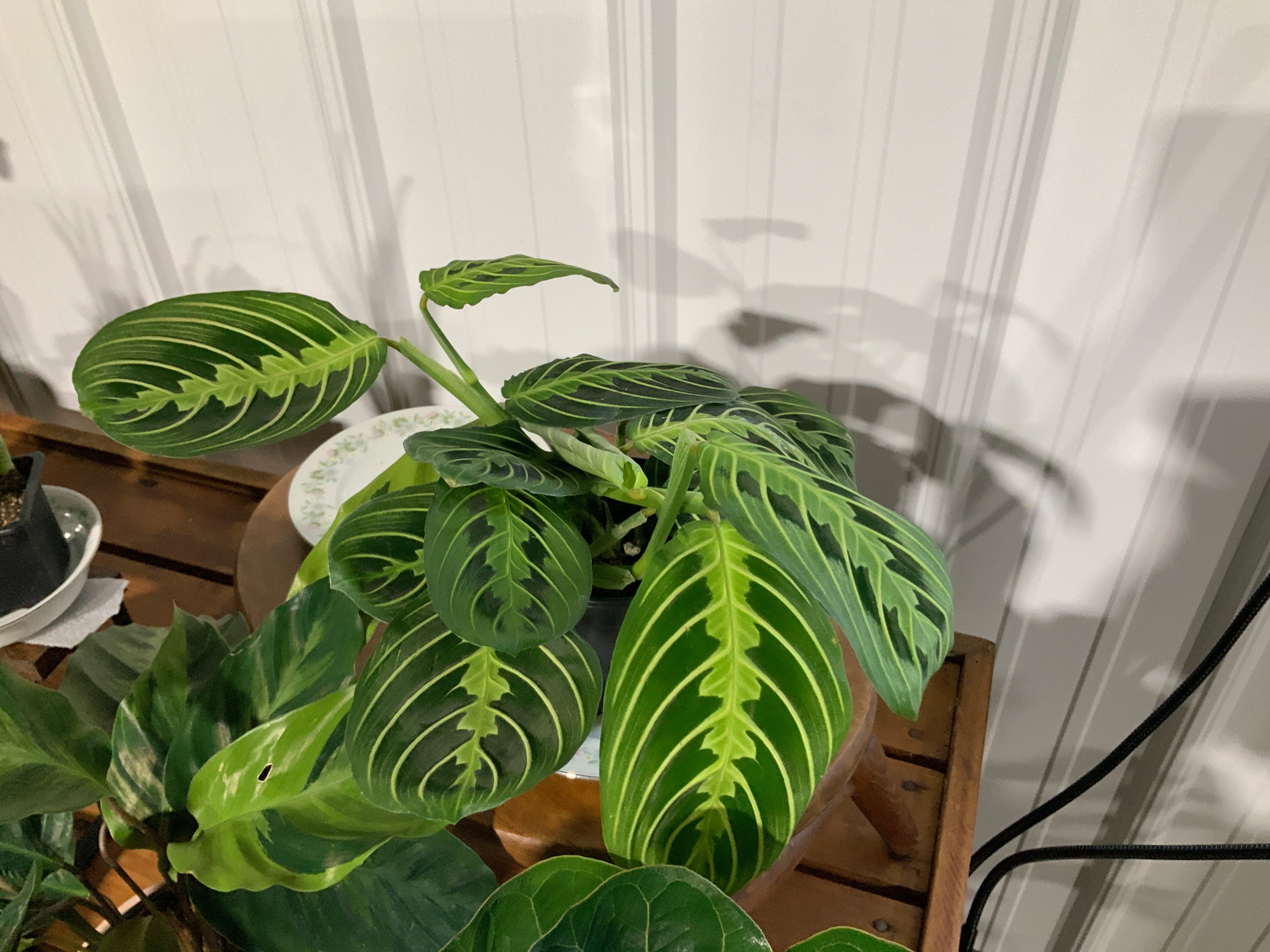 Lemon Lime Prayer Plant- 4”