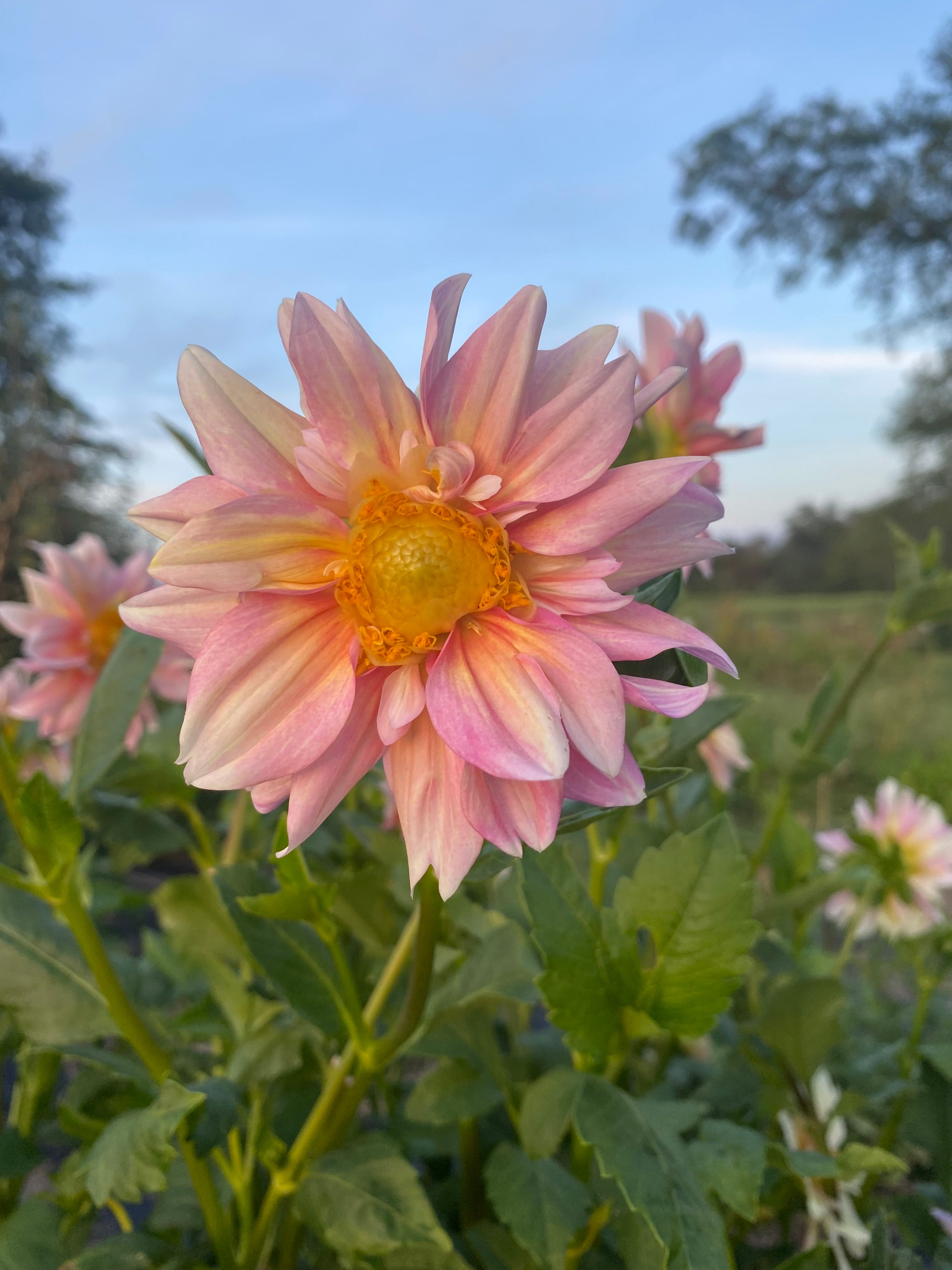 Apple Blossom Dahlia Tuber