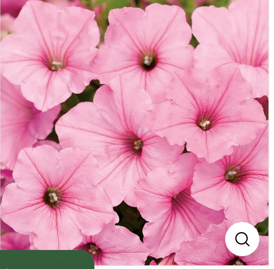 Supertunia Vista Bubblegum – Proven Winners® Spreading Petunia – Bright Pink Annual Flower