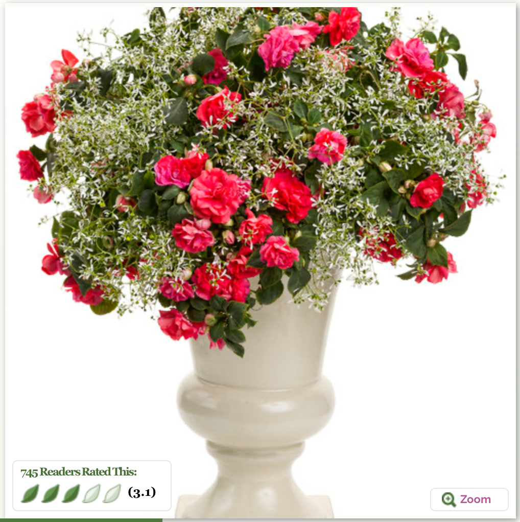 Great Barrier Reef Basket (PROVEN WINNERS®)