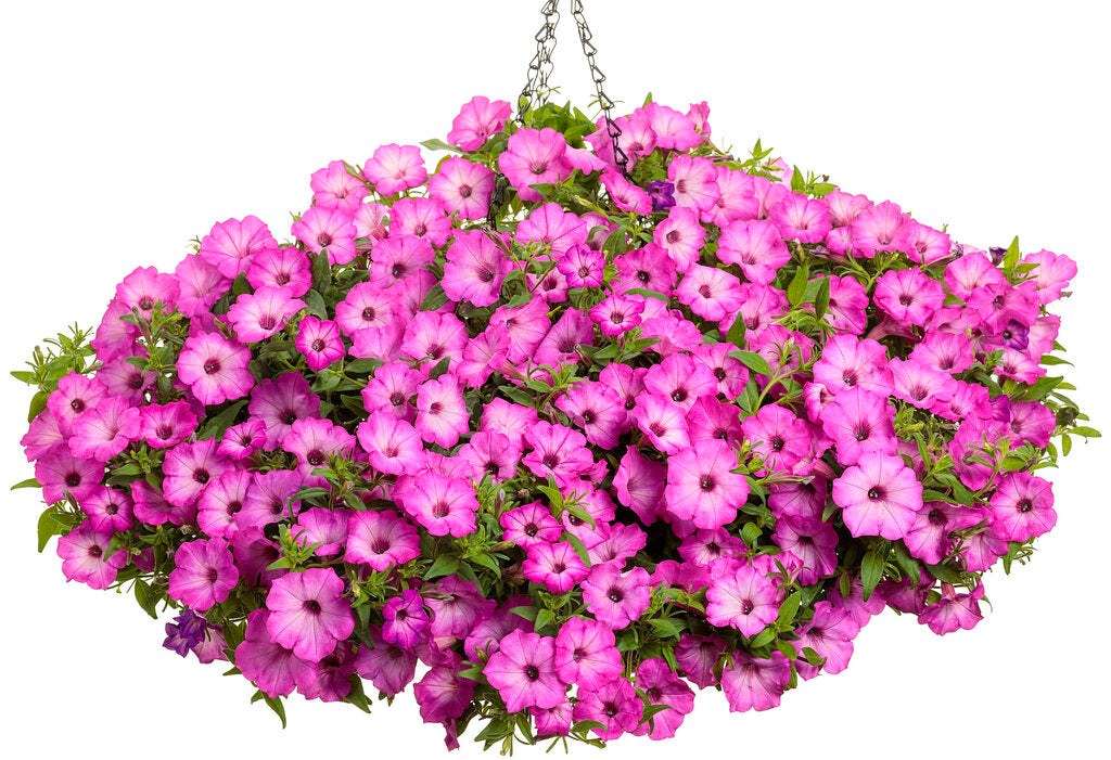 Pink Tiara Supertunia – Proven Winners® Hanging Basket – Trailing Petunia Annual