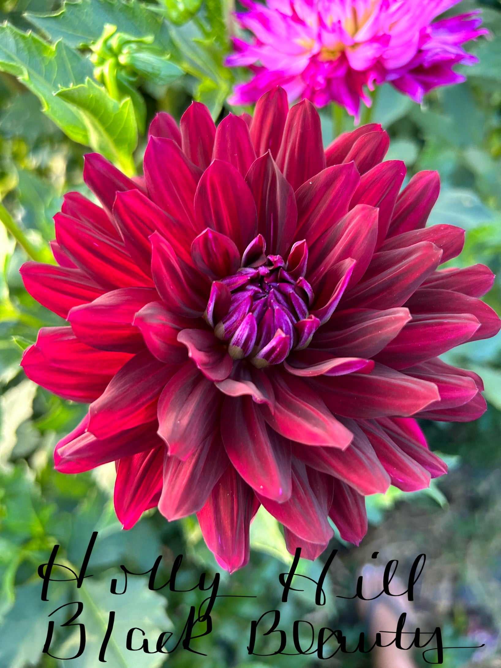 Holly Hill Black Beauty