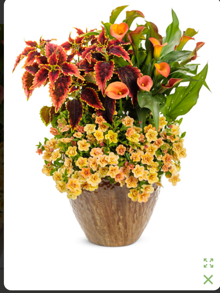 Summer Peach Pot (PROVEN WINNERS®)