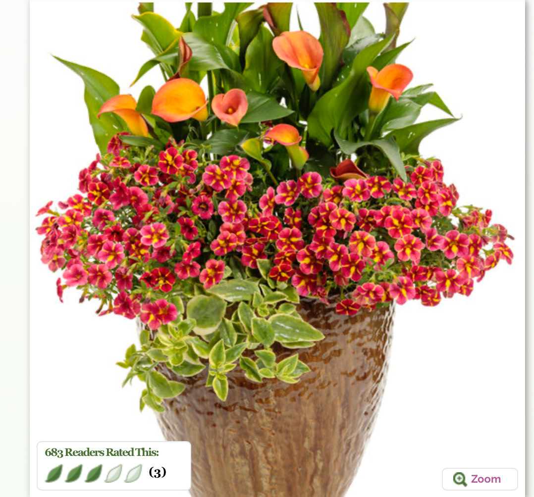 Tangelo Pot (PROVEN WINNERS®)