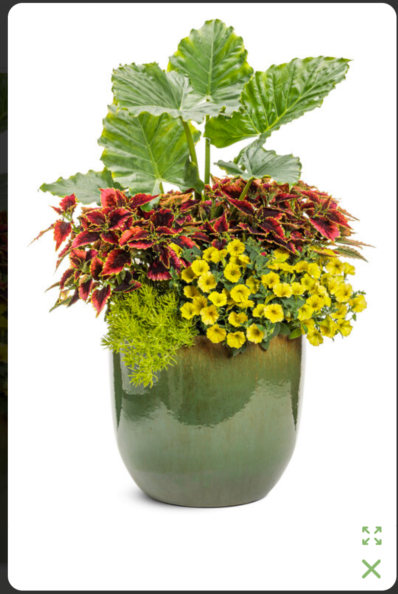 Tropical Twist Premium Pot (PROVEN WINNERS®)