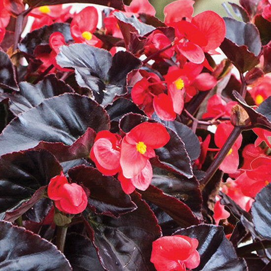 Surefire® Cherry Cordial Begonia (PROVEN WINNERS®)