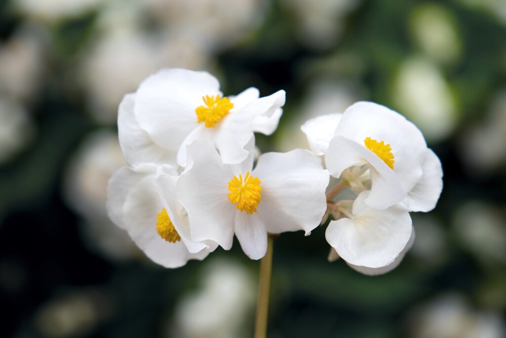 Surefire White Begonia (PROVEN WINNERS®)