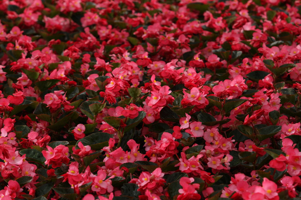 Surefire® Rose Begonia (PROVEN WINNERS®)