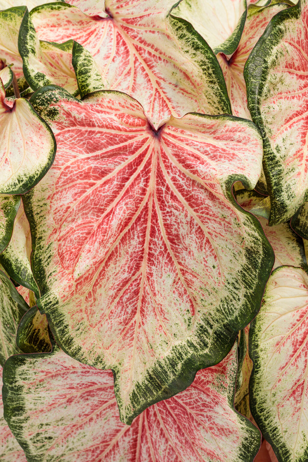 Heart to Heart® ’Bold ‘N Beautiful’ Caladium (PROVEN WINNERS®)