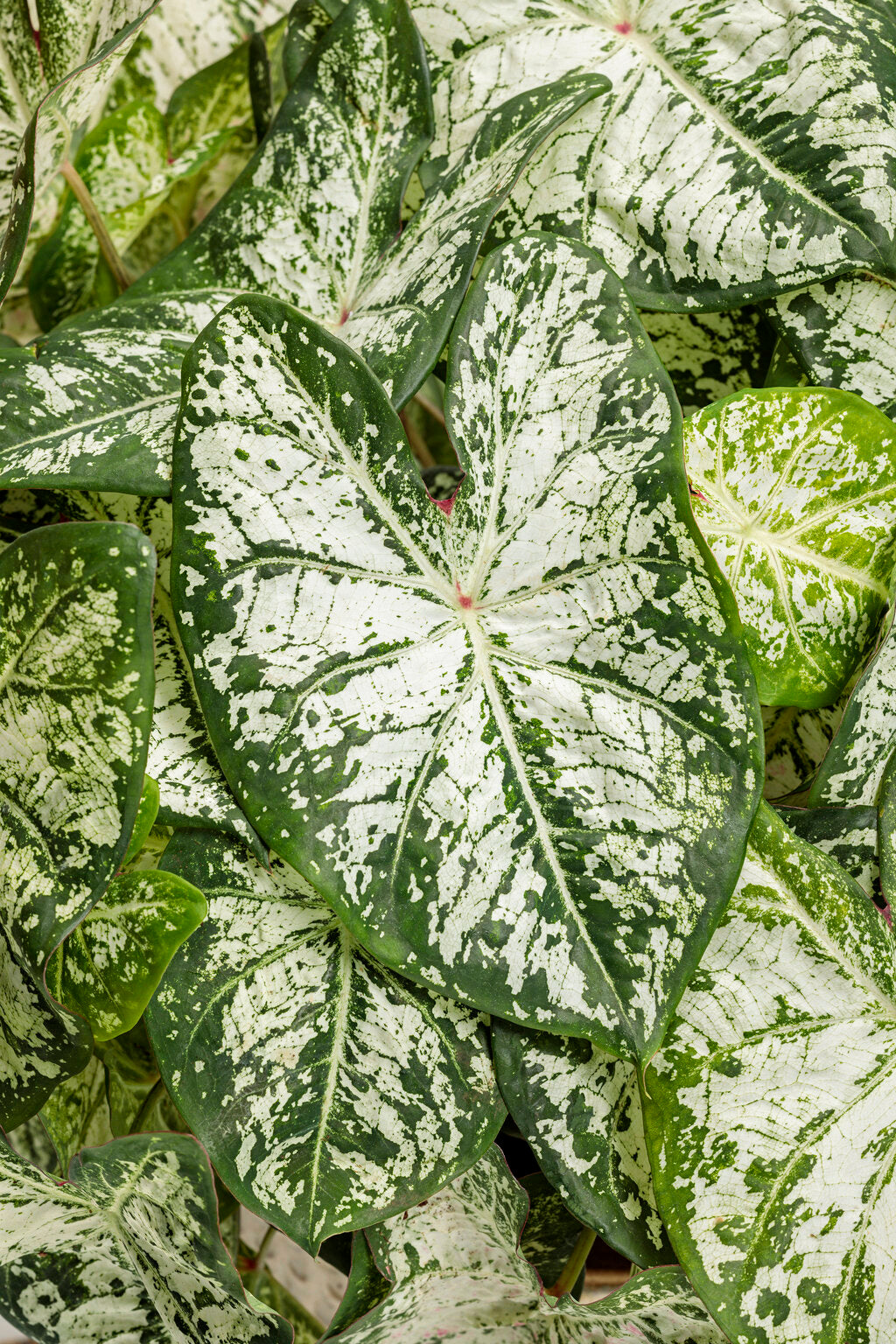 Snow Flurry Caladium – Heart to Heart® White Foliage – Proven Winners® Shade Plant