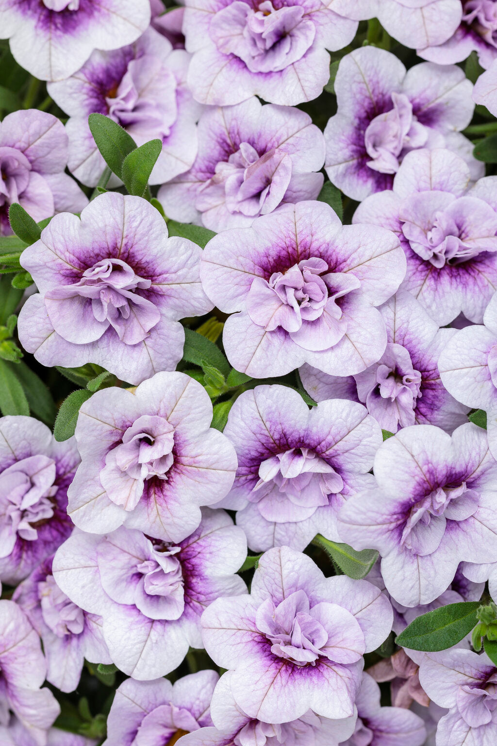 Superbells Double Twilight – Bicolor Calibrachoa – Proven Winners® Trailing Annual