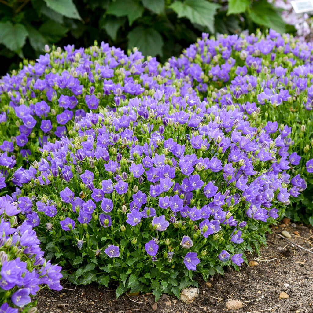 Mini Marvels™ Midnight Campanula (PROVEN WINNERS®)