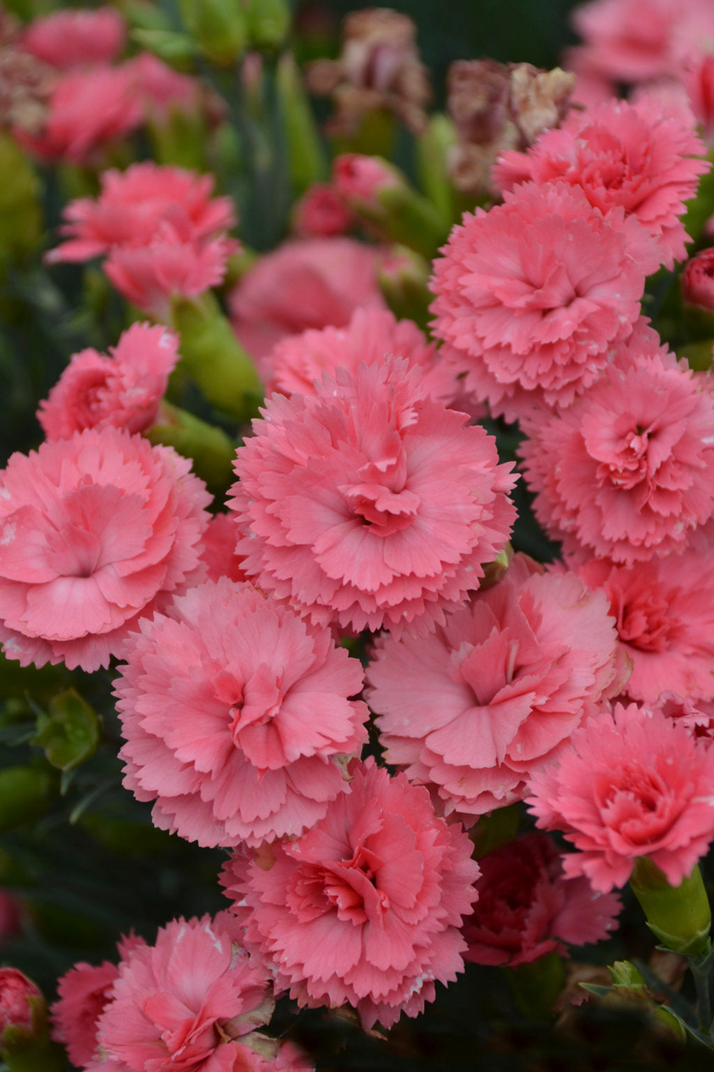 Fruit Punch Classic Coral Dianthus (PROVEN WINNERS®)