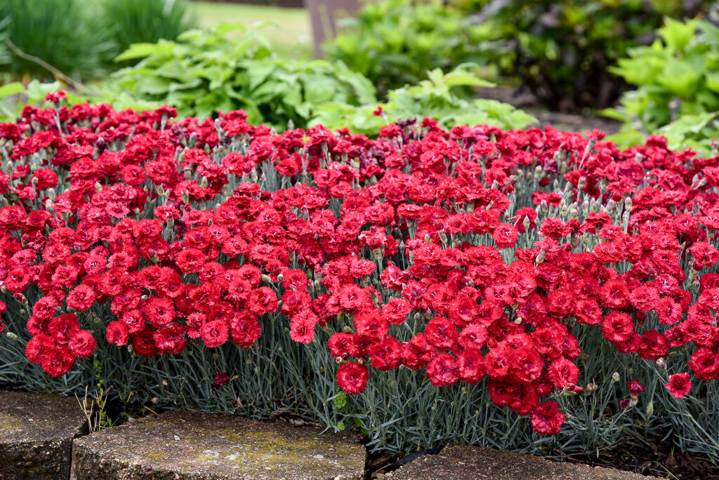 Fruit Punch Maraschino Dianthus (PROVEN WINNERS®)