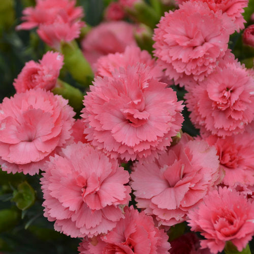 Fruit Punch® 'Classic Coral' Pinks (PROVEN WINNERS®)