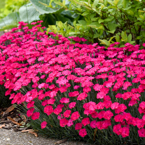 'Paint the Town Magenta' Pinks (PROVEN WINNERS®)