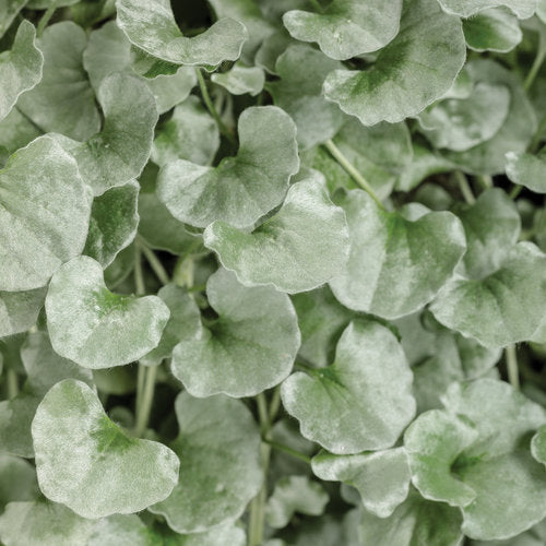 Silver Falls™ (PROVEN WINNERS®)