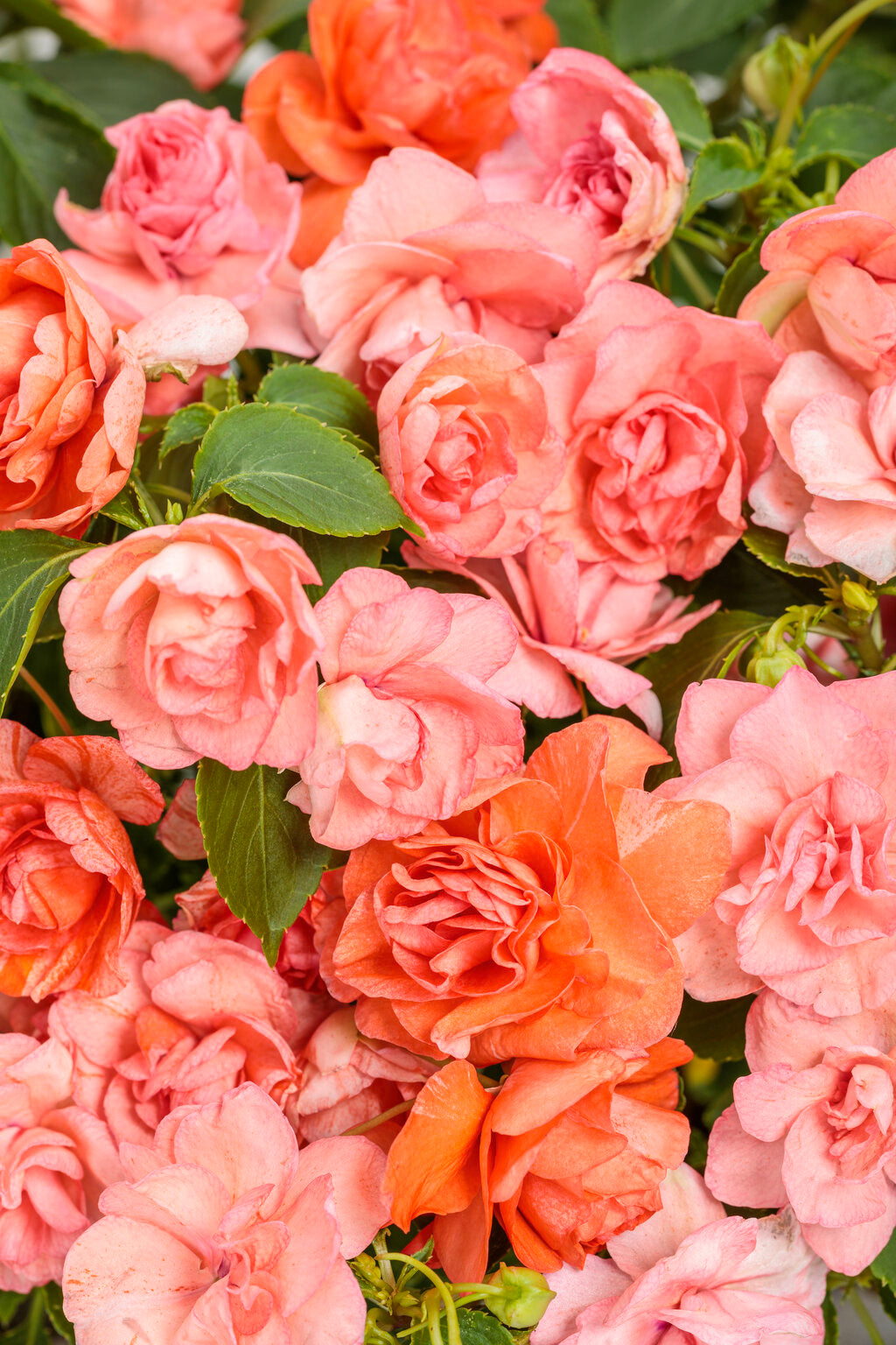 Rockapulco® Tropical Shades Impatiens (PROVEN WINNERS®)