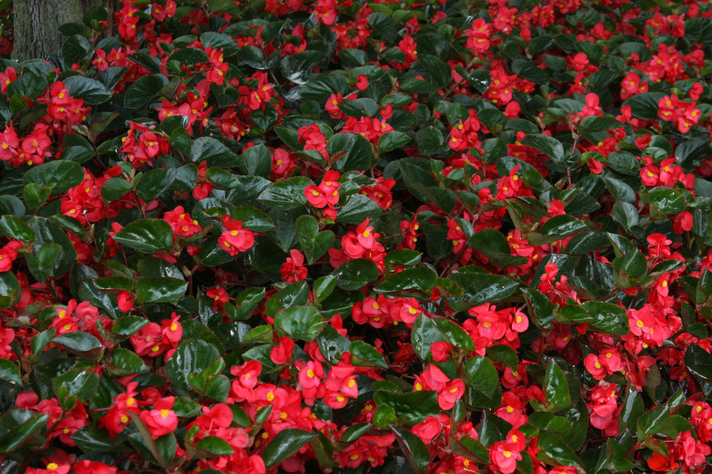 Surefire® Red Begonia (PROVEN WINNERS®)