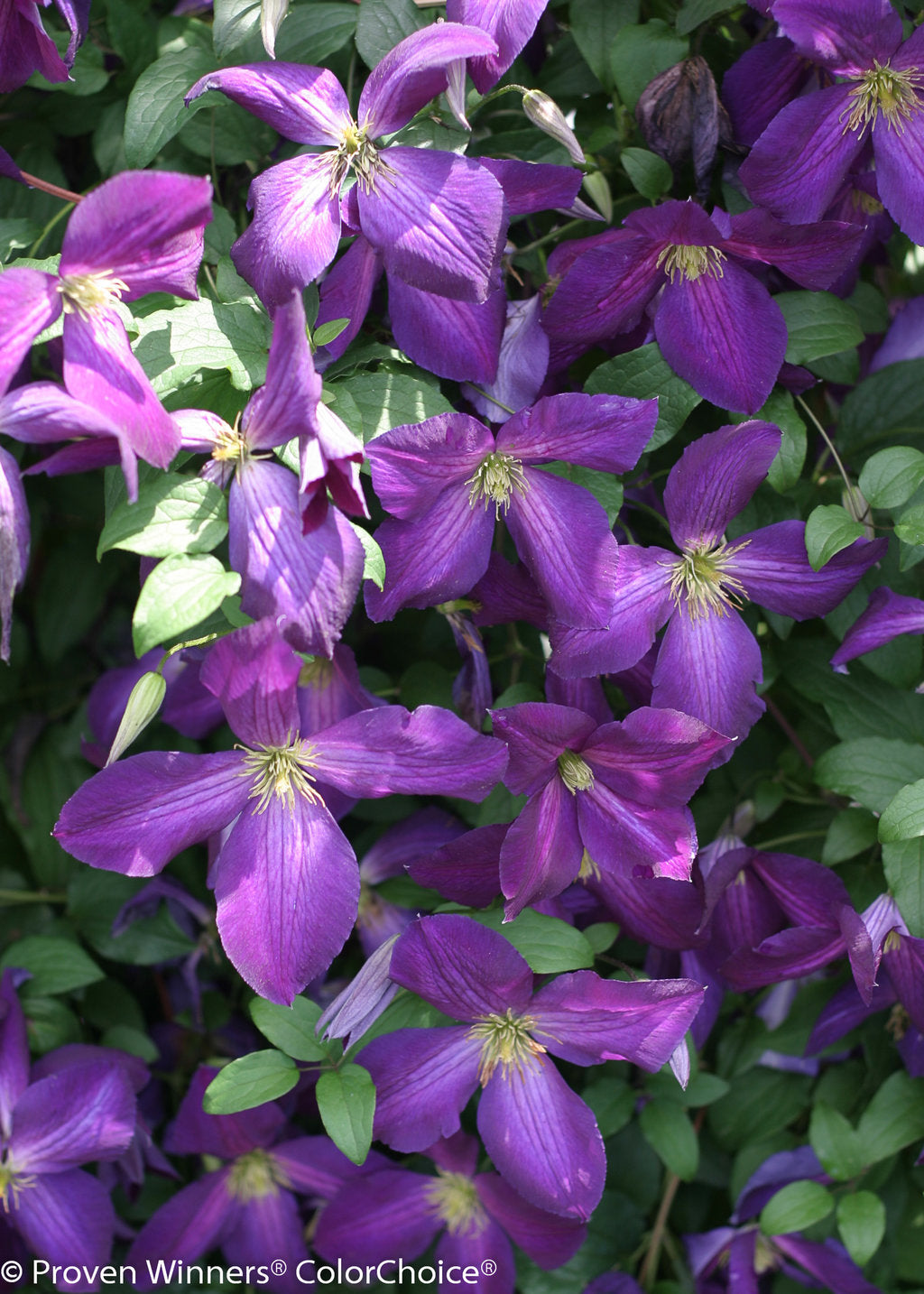 Happy Jack Purple Clematis (PROVEN WINNERS®)