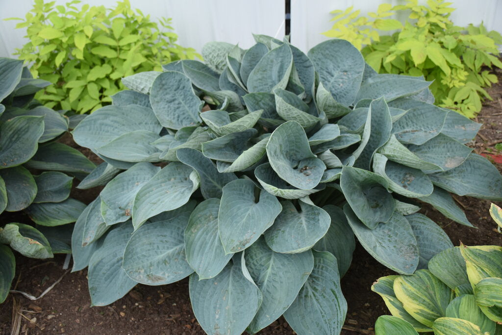 Above the Clouds Shadowland Hosta (PROVEN WINNERS®)