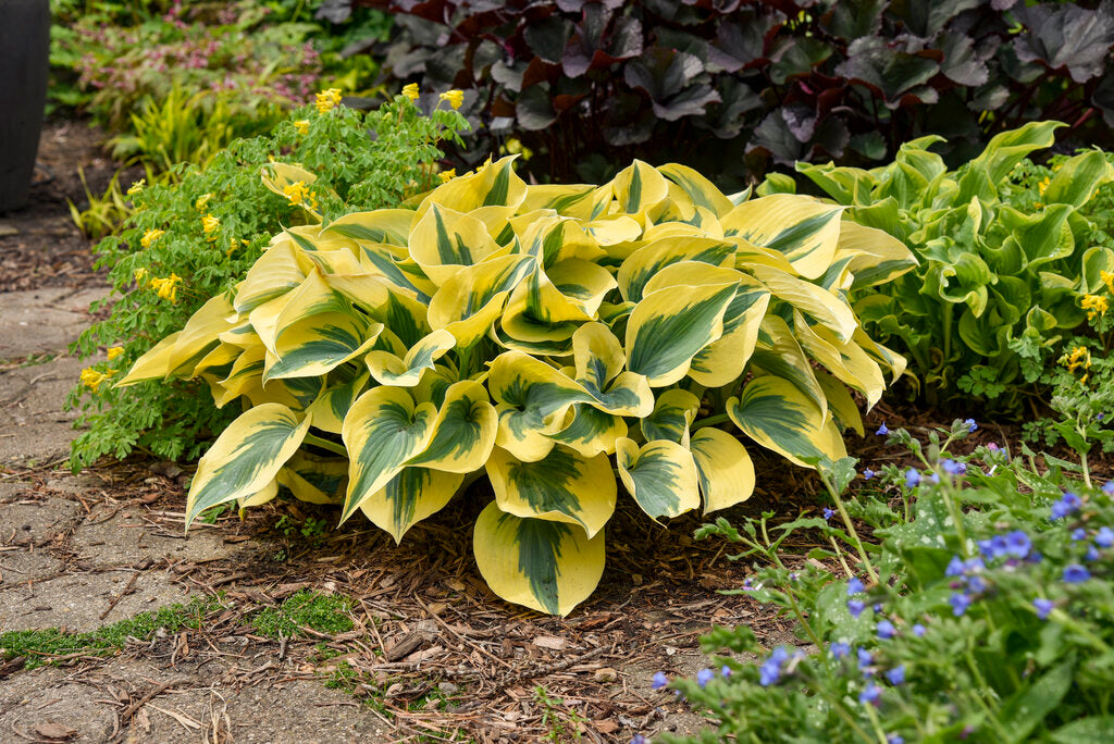 Autumn Frost Shadowland Hosta (PROVEN WINNERS®)