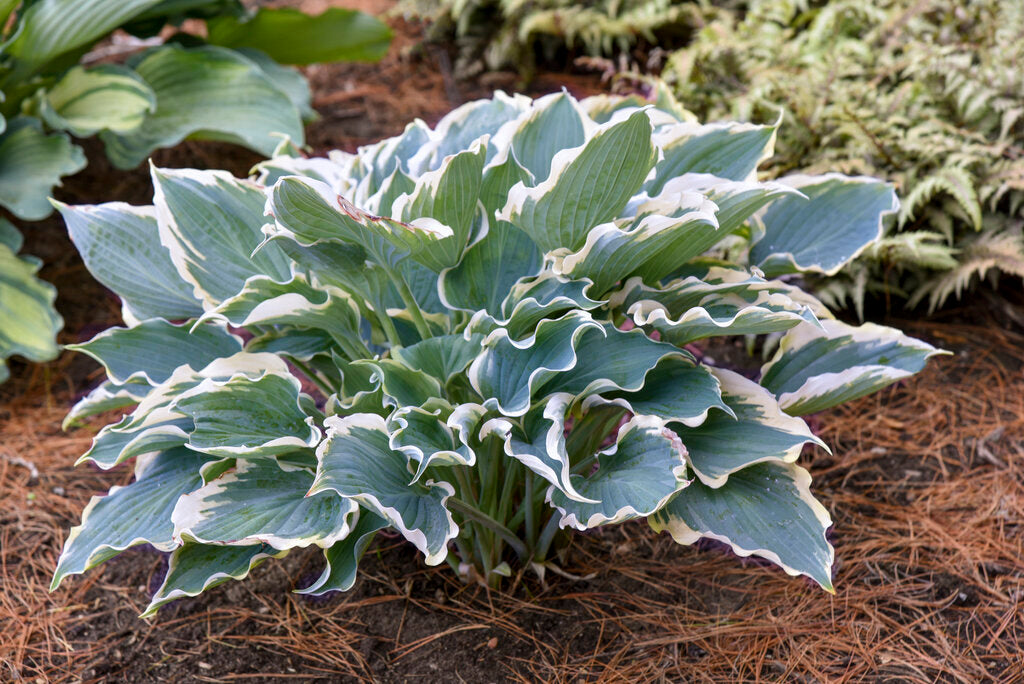 Hope Springs Eternal Shadowland Hosta (PROVEN WINNERS®)