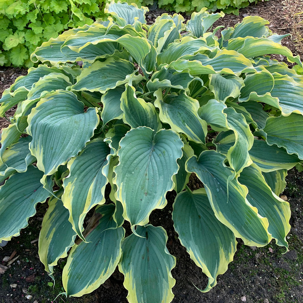 Voices in the Wind Hosta – Shadowland Collection – Proven Winners® Shade Perennial