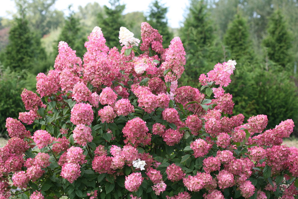 Fire Light Hydrangea (PROVEN WINNERS®)