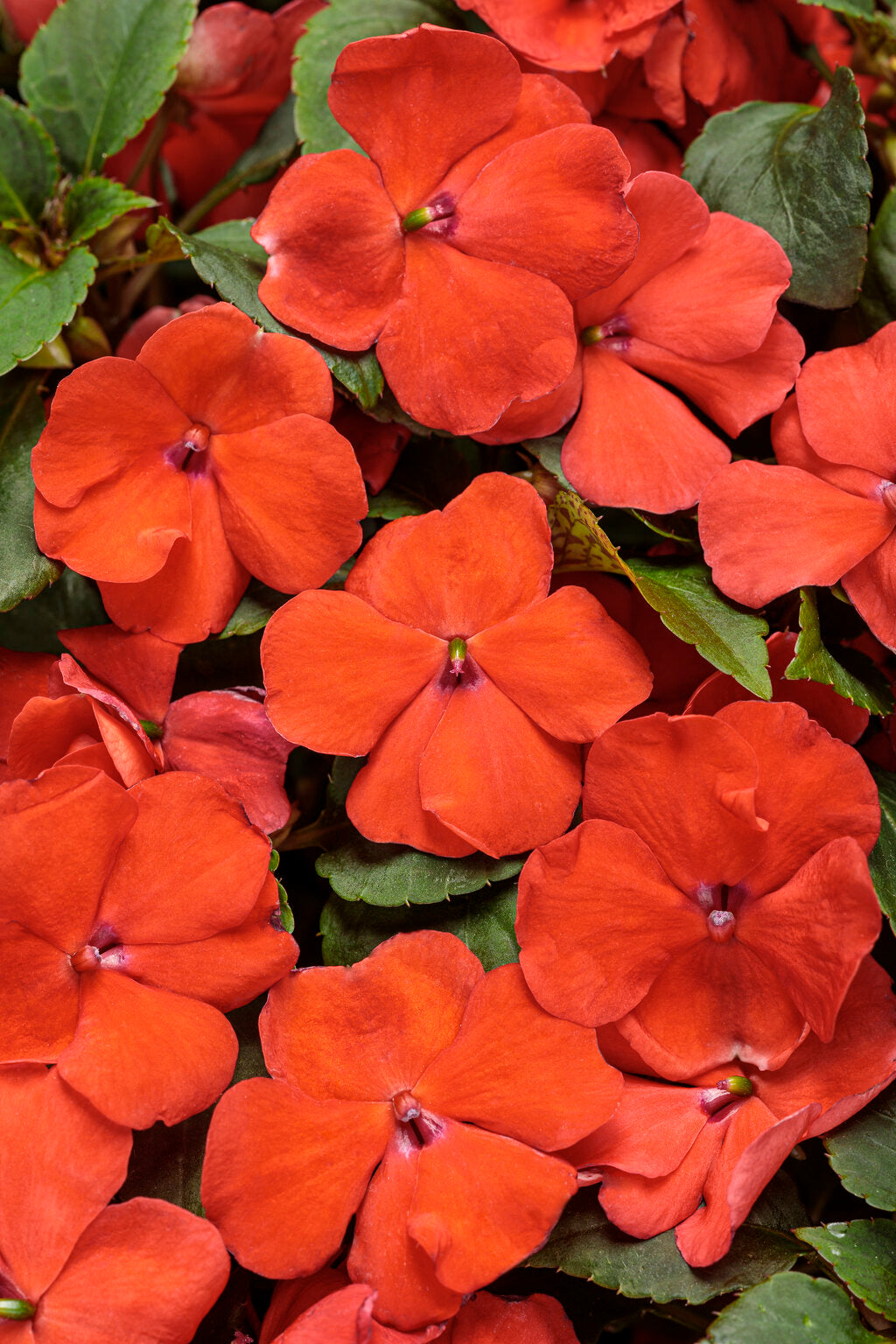 Soprano Orange Impatiens – Proven Winners® Hanging Basket – Vibrant Shade Annual