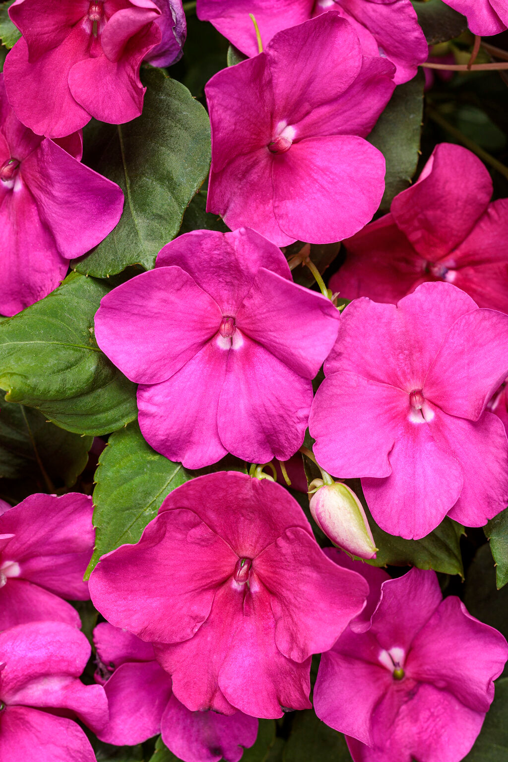 Soprano Violet Shades Impatiens – Proven Winners® Shade Annual – Vibrant Purple Blooms