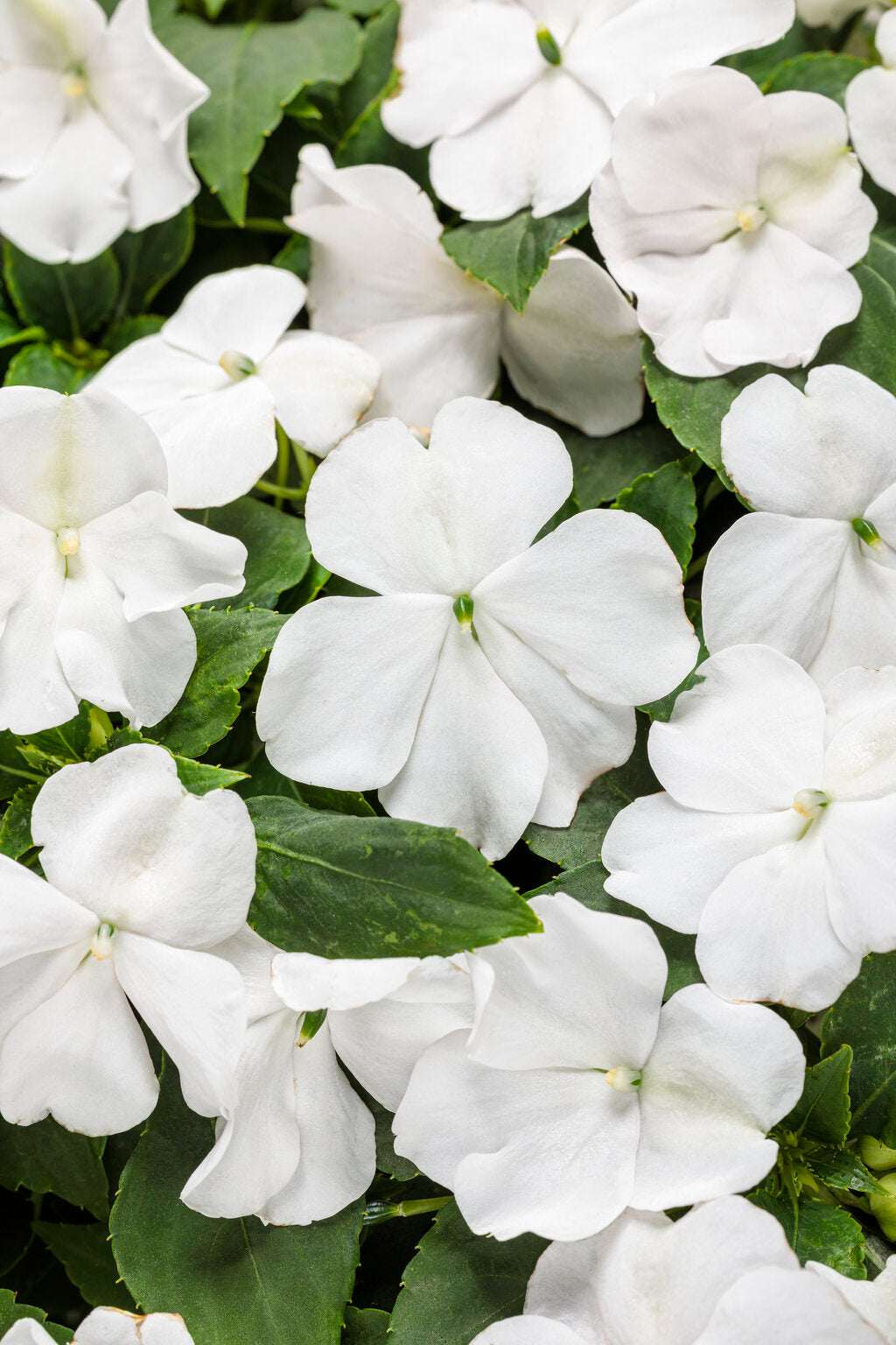 Soprano® White Impatiens (PROVEN WINNERS®)