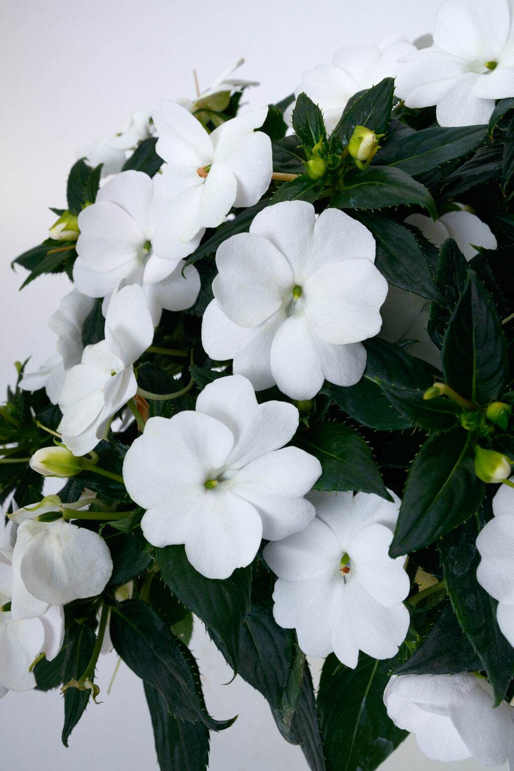 Compact Classic White Sunpatiens (PROVEN WINNERS®)