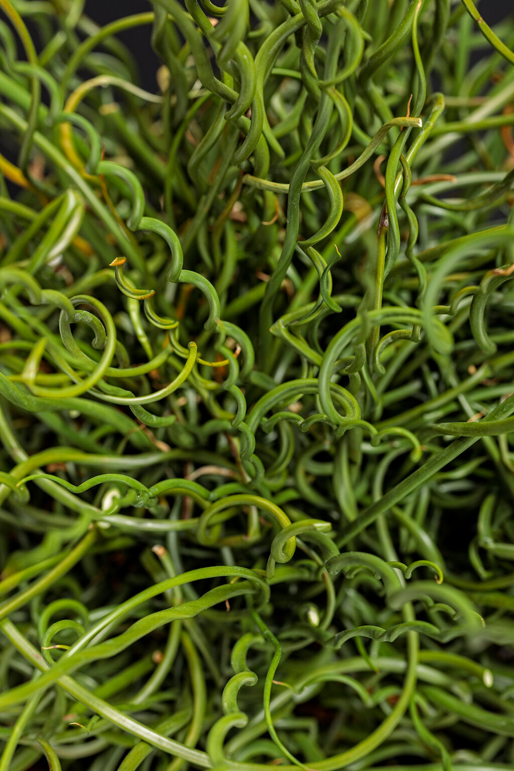 Curly Wurly Juncus (PROVEN WINNERS®)