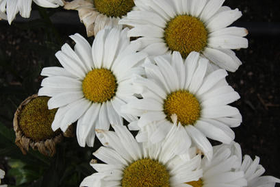 Daisy May Amazing Daisies (PROVEN WINNERS®)