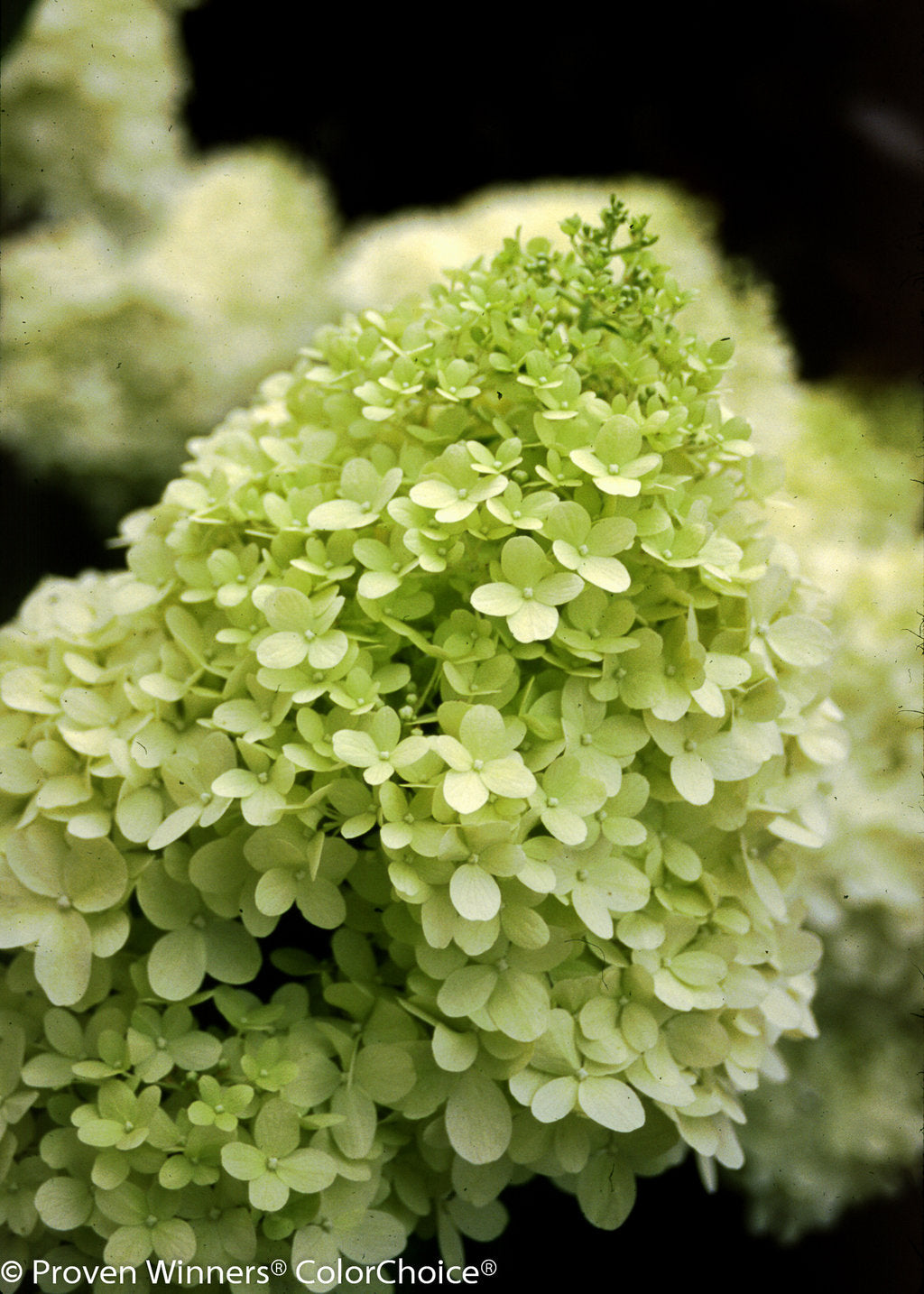 Limelight Hydrangea (PROVEN WINNERS®)