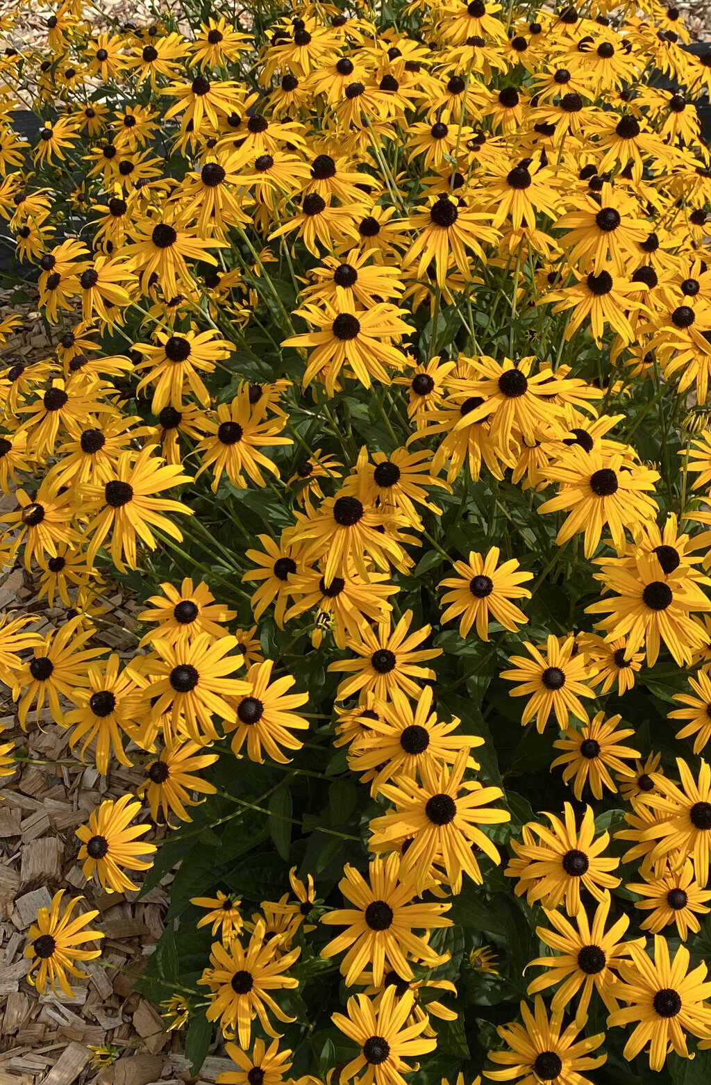 Mega Millions™ Rudbeckia (PROVEN WINNERS®)