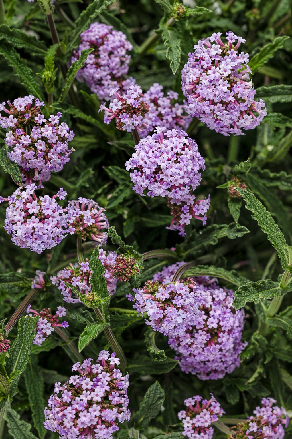 Meteor Shower Verbena – Heat-Tolerant Annual – Proven Winners® Flower