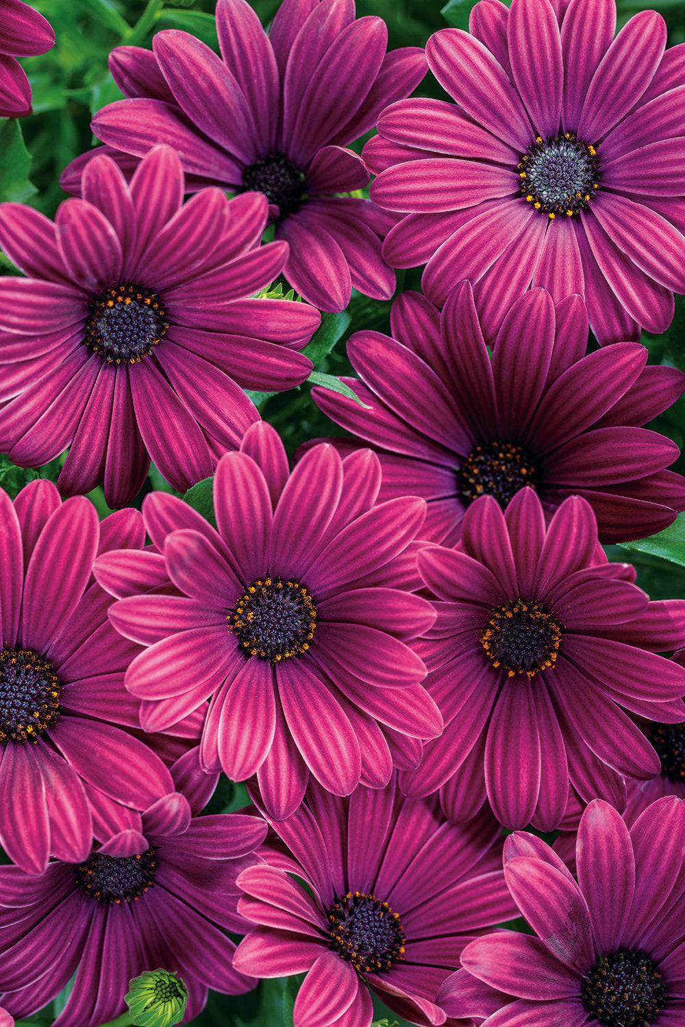 Bright Lights Purple Osteospermum (PROVEN WINNERS®)