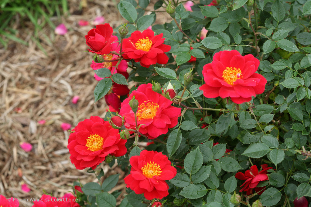Oso Easy® Urban Legend® Rose (PROVEN WINNERS®)