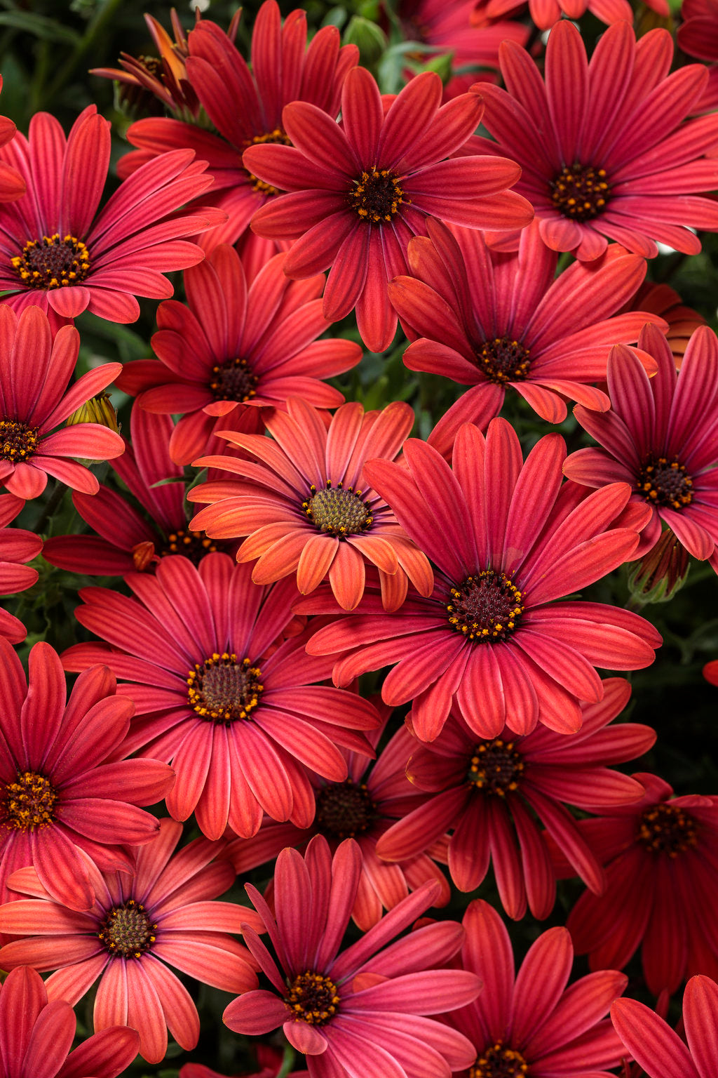 Bright Lights™ Red Osteospermum (PROVEN WINNERS®)