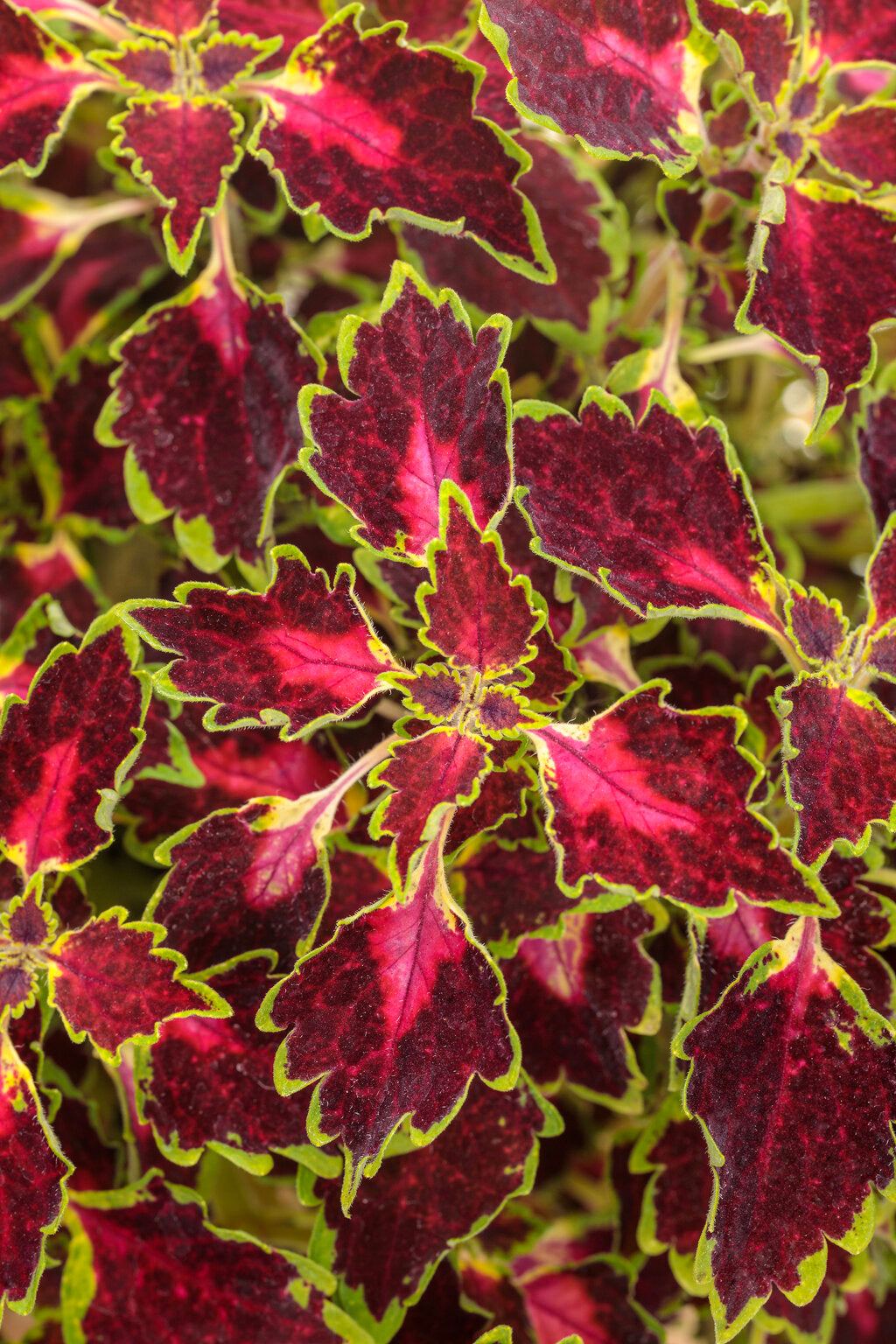 Colorblaze Cherry Drop Coleus (PROVEN WINNERS®)