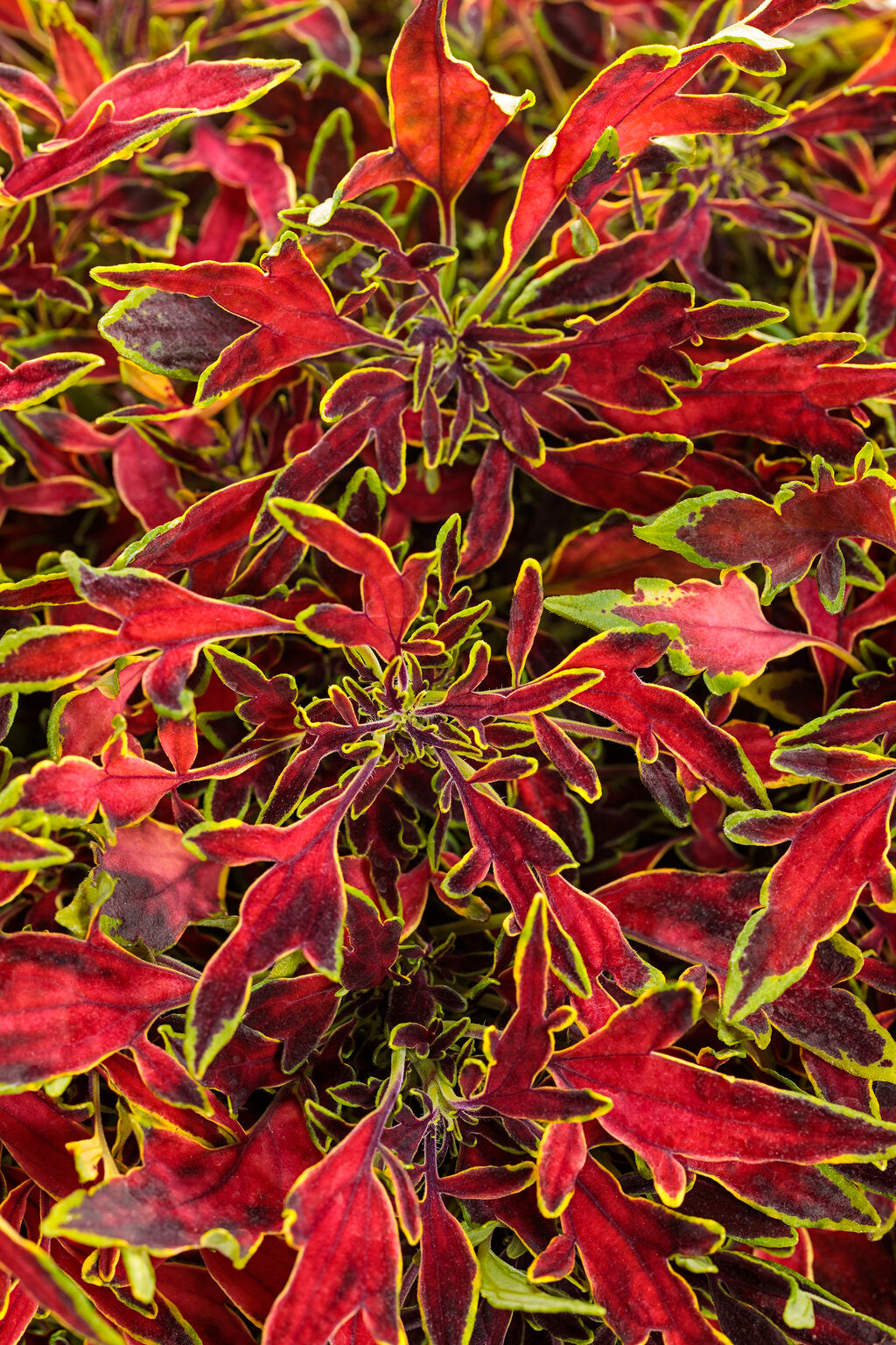 ColorBlaze® Mini Me Watermelon Coleus – Proven Winners® Sun & Shade Foliage Plant