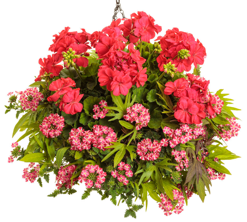 Boldly Coral Geranium Hanging Basket (PROVEN WINNERS®)