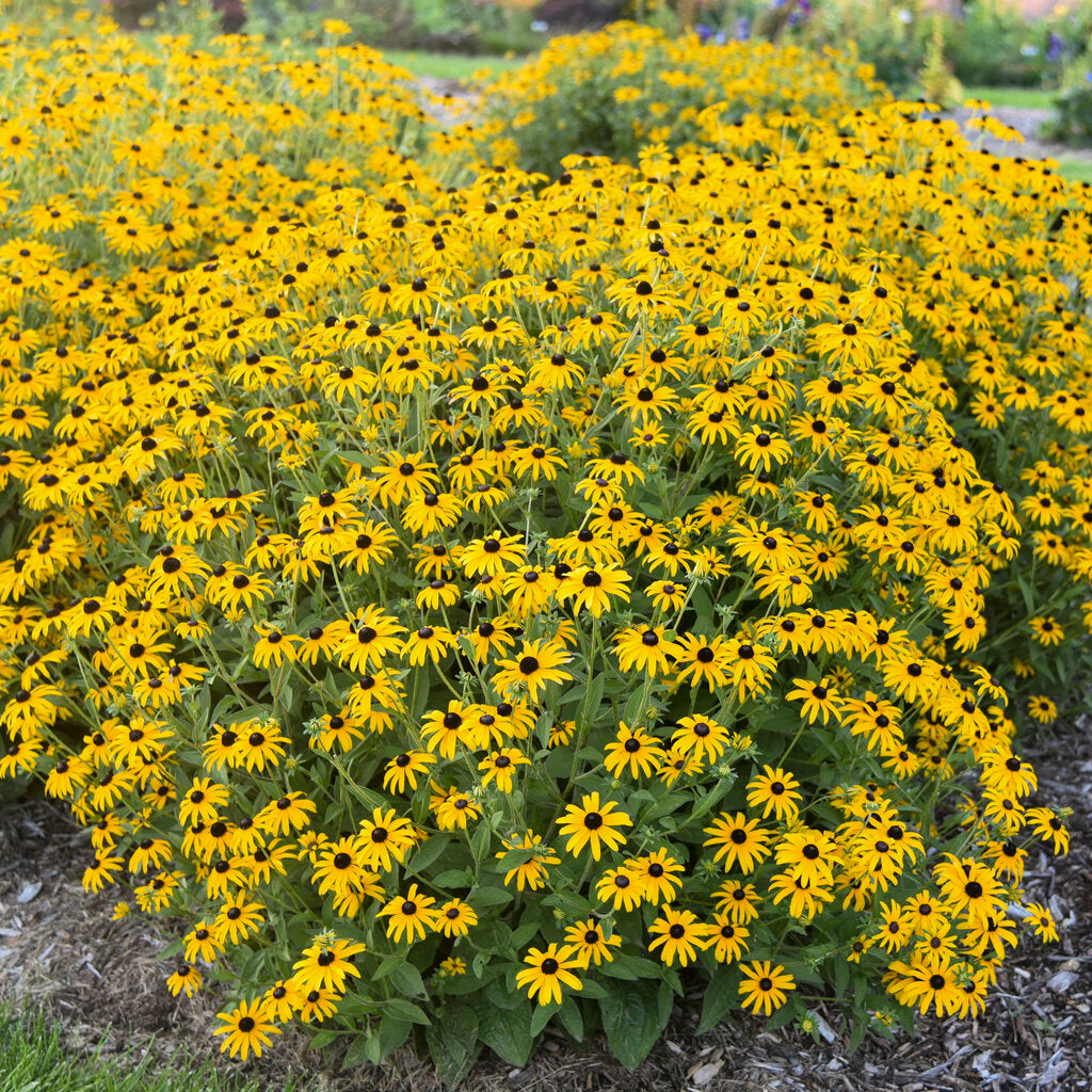 Treasure Trove Rudbeckia – Gold Blooming Black-Eyed Susan – Proven Winners® Perennial Flower