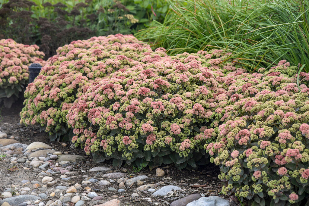 Rock 'N Grow® 'Coraljade' Sedum (PROVEN WINNERS®)