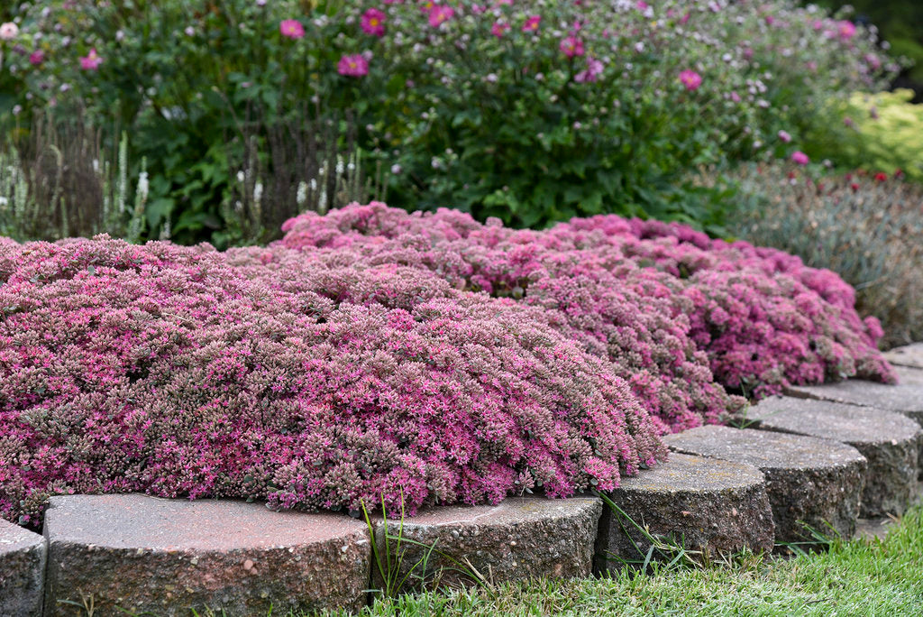 Rock ’N Round® ‘Popstar’ Sedum (PROVEN WINNERS®)