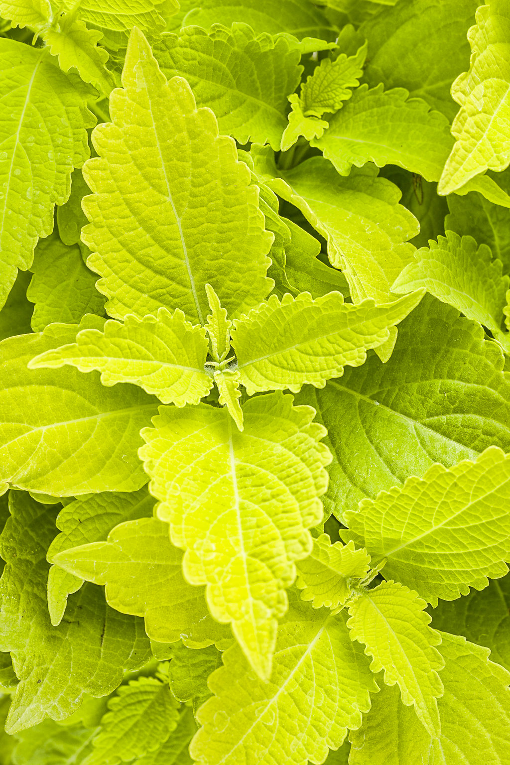 Colorblaze Lime Time Coleus (PROVEN WINNERS®)